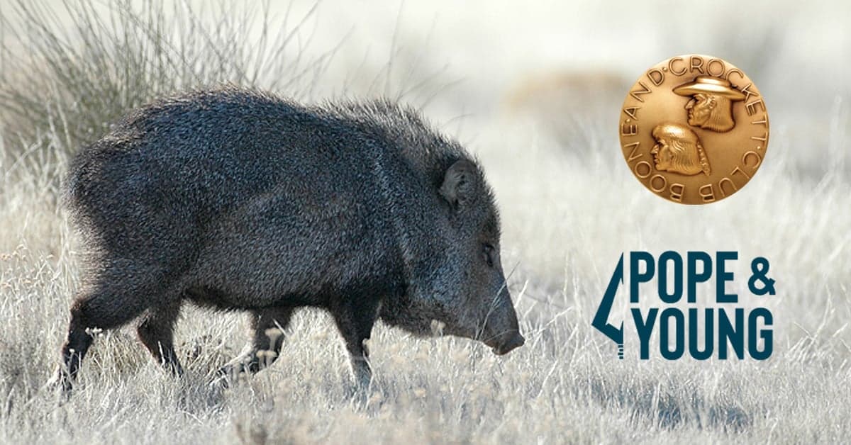 javalina