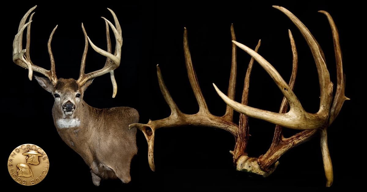 non-typical whitetail buck