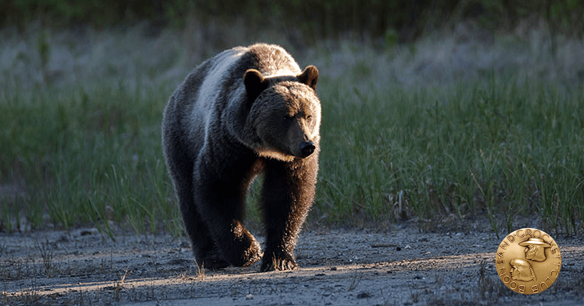 Grizzly Press Release