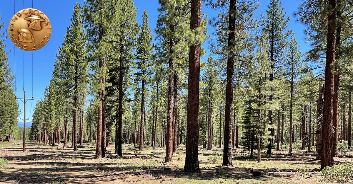 forest