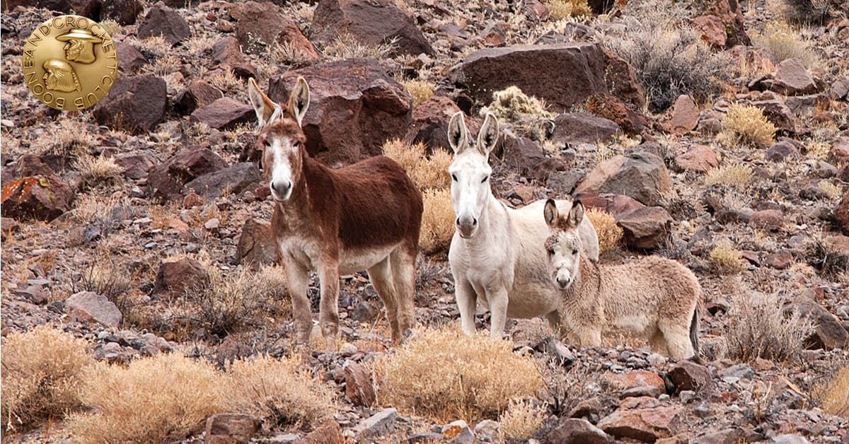 wild burros